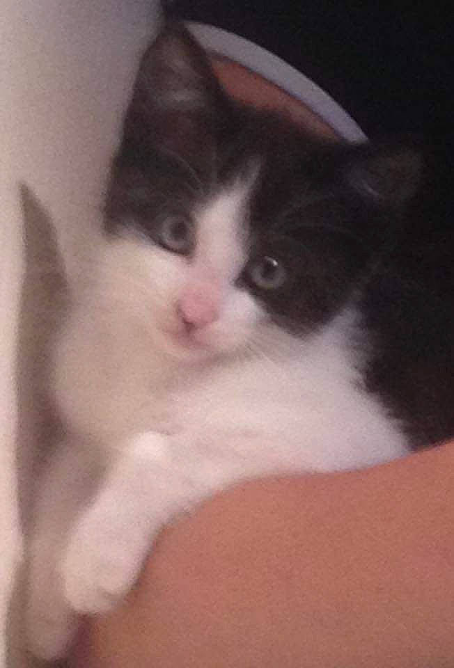 Milka a rejoint le concours — aidez-le/la à gagner de superbes lots ! american_wirehair, carnivore, cat, domestic_short_haired_cat, felidae, kitten, mammal, norwegian_forest_cat, polydactyl_cat, ragdoll, small_to_medium_sized_cats, turkish_van, vertebrate, whiskers