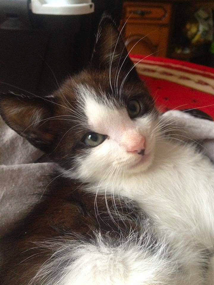 Milka participe au concours pour gagner de l'argent avec cette photo : aegean_cat, carnivore, cat, domestic_long_haired_cat, felidae, fur, kitten, mammal, norwegian_forest_cat, small_to_medium_sized_cats, snout, whiskers