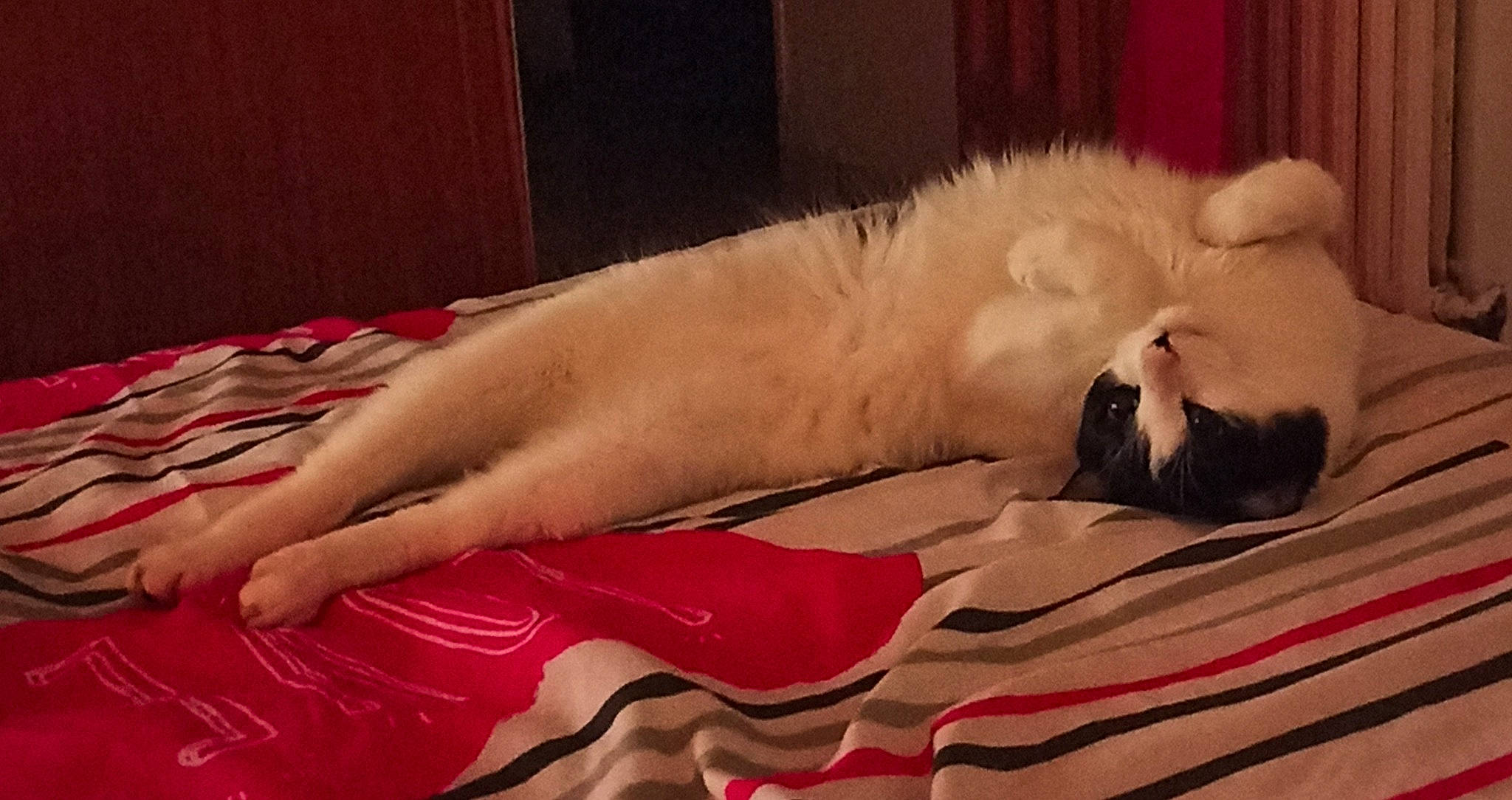 Milka participe au concours pour gagner de l'argent avec cette photo : canidae, carnivore, cat, companion_dog, dog_breed, fawn, felidae, fur, mouth, nap, non_sporting_group, paw, pomeranian, samoyed, sleep, spitz, tail