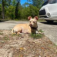 Noodles joined the competition — help win amazing prizes! dog, small_dog, tan_dog, chihuahua, pet, animal, lying_down, outdoor, driveway, car, white_car, grass, dirt, trees, blue_sky, sunny, collar, tag, portrait, nature