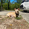 dog, small_dog, tan_dog, chihuahua, pet, animal, lying_down, outdoor, driveway, car, white_car, grass, dirt, trees, blue_sky, sunny, collar, tag, portrait, nature