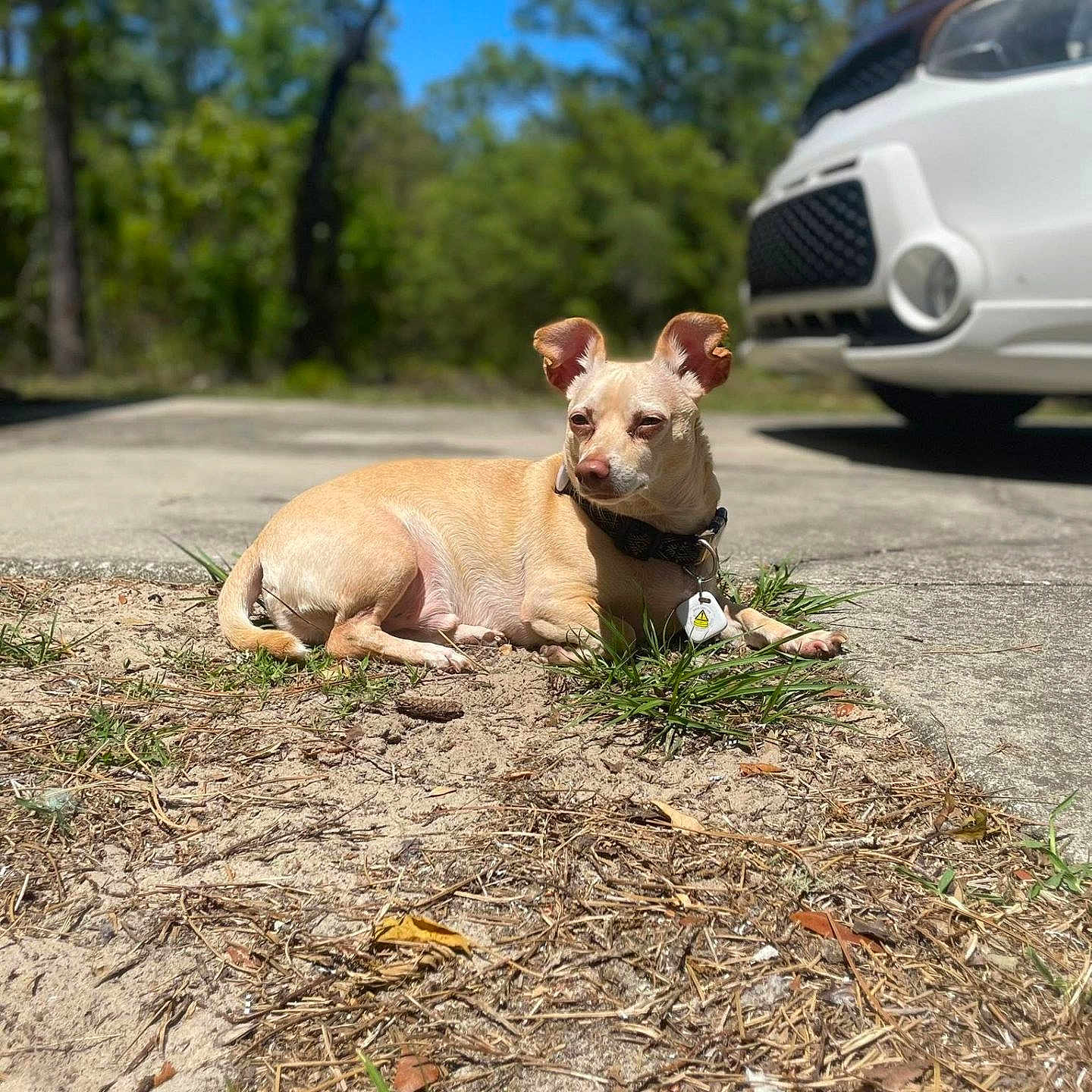 Noodles joined the competition — help win amazing prizes! dog, small_dog, tan_dog, chihuahua, pet, animal, lying_down, outdoor, driveway, car, white_car, grass, dirt, trees, blue_sky, sunny, collar, tag, portrait, nature