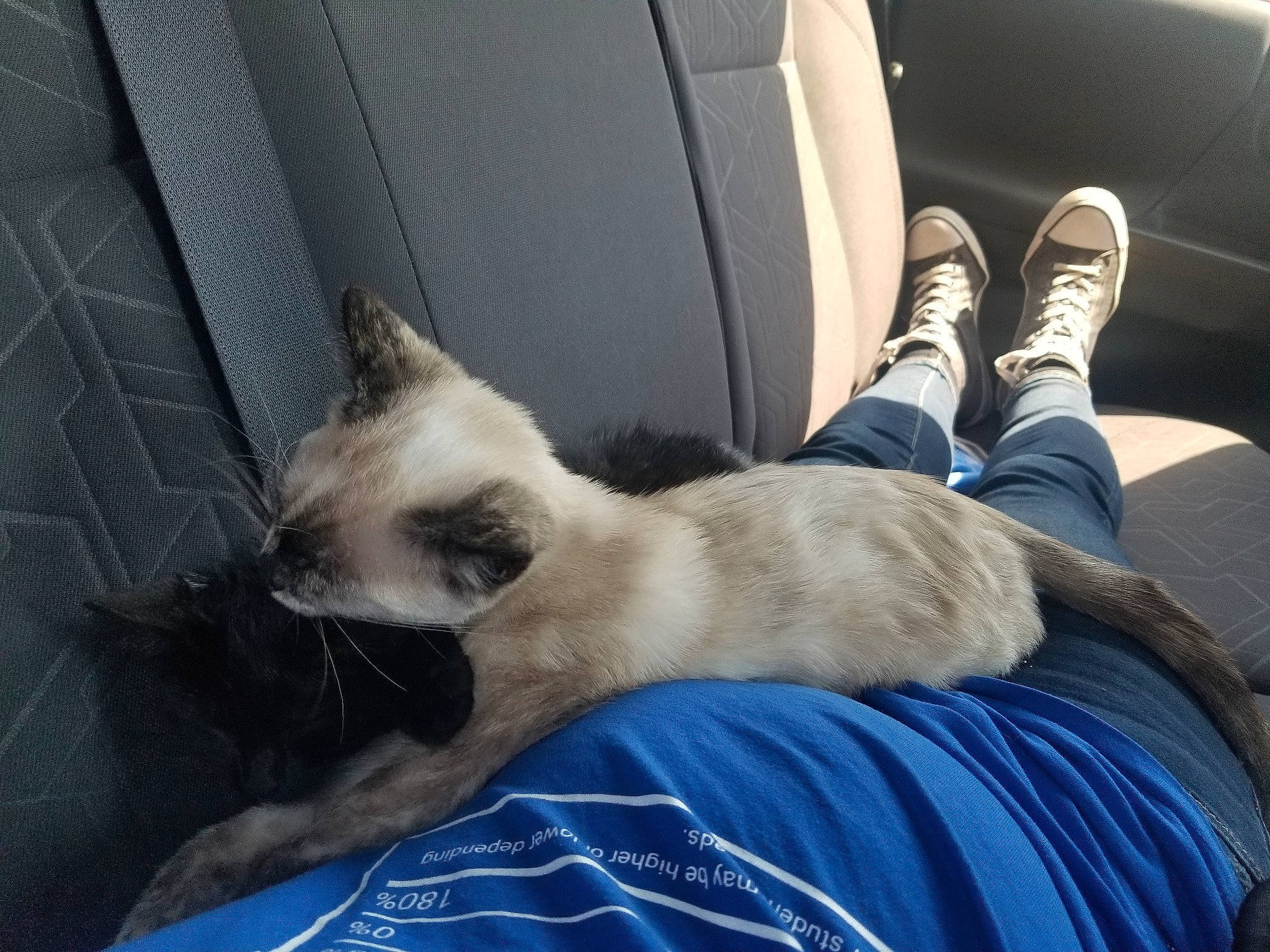 Cougar is registered to the contest to win money with this photo: balinese, birman, canidae, carnivore, cat, comfort, companion_dog, dog_breed, fawn, felidae, furniture, himalayan, kitten, nap, siamese, small_to_medium_sized_cats, thai, tonkinese, whiskers