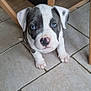 puppy, dog, blue_eyes, floor, tile, white, gray, cute, pet, indoor, animal, young, sitting, looking_up, ears, nose, paws, wooden_chair, home, adorable