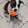 puppy, dog, tennis_ball, blue_eyes, playing, pet, indoor, floor_tiles, cute, animal, canine, young_dog, looking_up, white_and_gray, small_dog, adorable, playful, domestic_animal, pet_toy, sitting