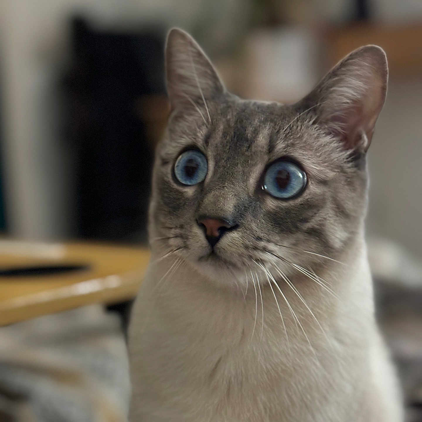 Diego a rejoint le concours — aidez-le/la à gagner de superbes lots ! abyssinian, animal, cat, kitten, manx, pet, siamese