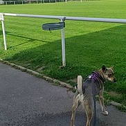 Mana a rejoint le concours — aidez-le/la à gagner de superbes lots ! dog, leash, pavement, grass, field, sky, clouds, houses, trees, fence, daylight, outdoor, pet, canine, walking, nature, residential_area, greenery, curious, animal