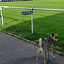 dog, leash, pavement, grass, field, sky, clouds, houses, trees, fence, daylight, outdoor, pet, canine, walking, nature, residential_area, greenery, curious, animal