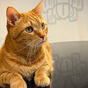 Leo joined the competition — help win amazing prizes! cat, ginger_cat, feline, pet, animal, whiskers, ears, paws, close_up, indoor, reflection, fur, alert, curious, portrait, domestic_animal, table, shadow, orange, cute