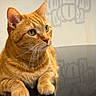 cat, ginger_cat, feline, pet, animal, whiskers, ears, paws, close_up, indoor, reflection, fur, alert, curious, portrait, domestic_animal, table, shadow, orange, cute