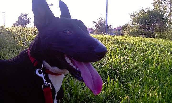 Nikita a rejoint le concours — aidez-le/la à gagner de superbes lots ! carnivore, collar, companion_dog, dog, dog_breed, dog_collar, ear, fawn, grass, grassland, happy, head, plant, sky, snout, sporting_group, sunlight, tree, whiskers, working_animal