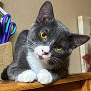 Slim Shady is registered to the contest to win money with this photo: cat, gray_cat, white_paws, yellow_eyes, wooden_surface, scissors, container, indoor, curious, pet, animal, whiskers, ears, close_up, feline, looking, head_tilt, domestic_cat, table, background