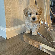 Enzo joined the competition — help win amazing prizes! puppy, dog, small_dog, fluffy, fur, indoor, wood_floor, baseboard, wall, acrylic_chair, transparent_furniture, sitting, cute, pet, portrait, dark_eyes, black_nose, paws, reflection, home_interior