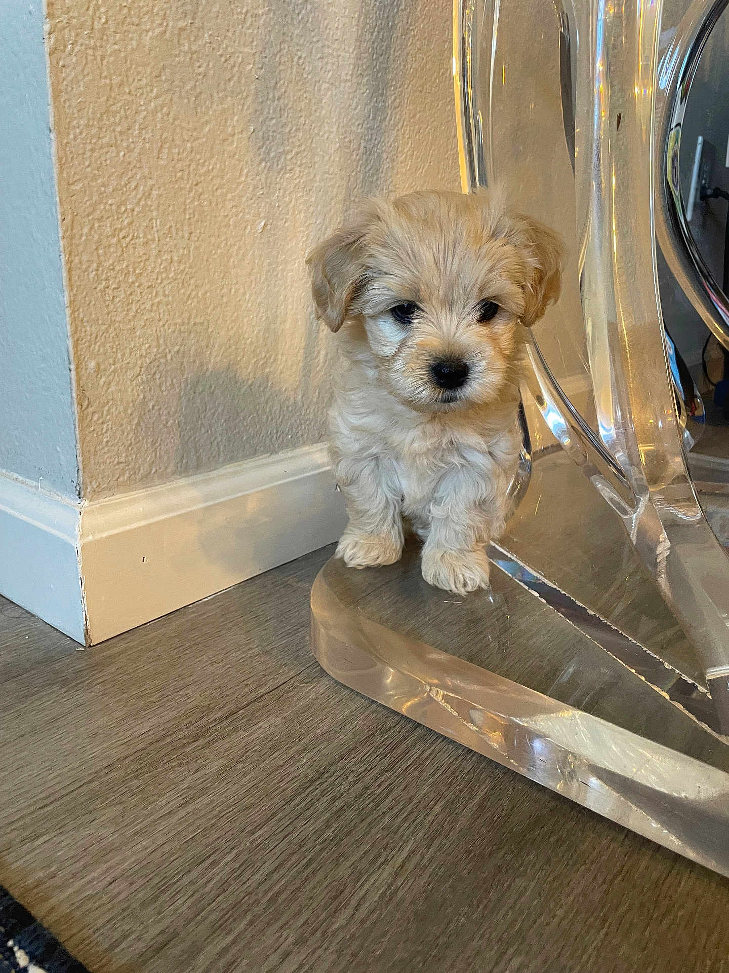 Enzo joined the competition — help win amazing prizes! puppy, dog, small_dog, fluffy, fur, indoor, wood_floor, baseboard, wall, acrylic_chair, transparent_furniture, sitting, cute, pet, portrait, dark_eyes, black_nose, paws, reflection, home_interior