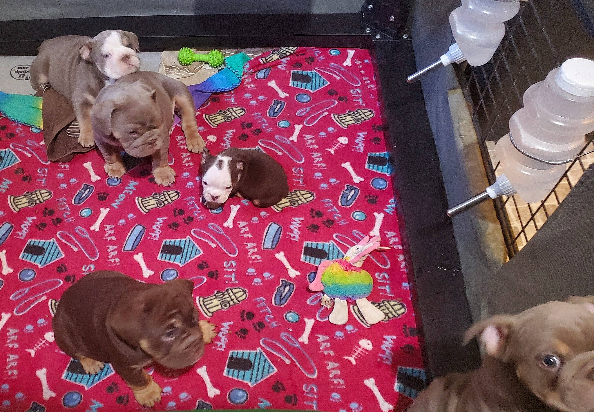 Chip is registered to the contest to win money with this photo: art, carmine, carnivore, companion_dog, dog, dog_breed, event, fawn, flooring, light_bulb, magenta, mammal, pattern, pink, room, sporting_group, toddler, toy, visual_arts, wood