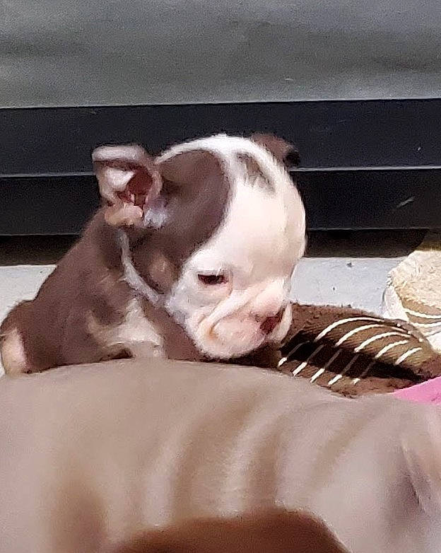 Chip is registered to the contest to win money with this photo: boston_terrier, bulldog, canidae, carnivore, comfort, companion_dog, dog, dog_breed, ear, fawn, felidae, french_bulldog, fur, snout, sporting_group, tail, terrestrial_animal, toy_dog, whiskers, working_animal