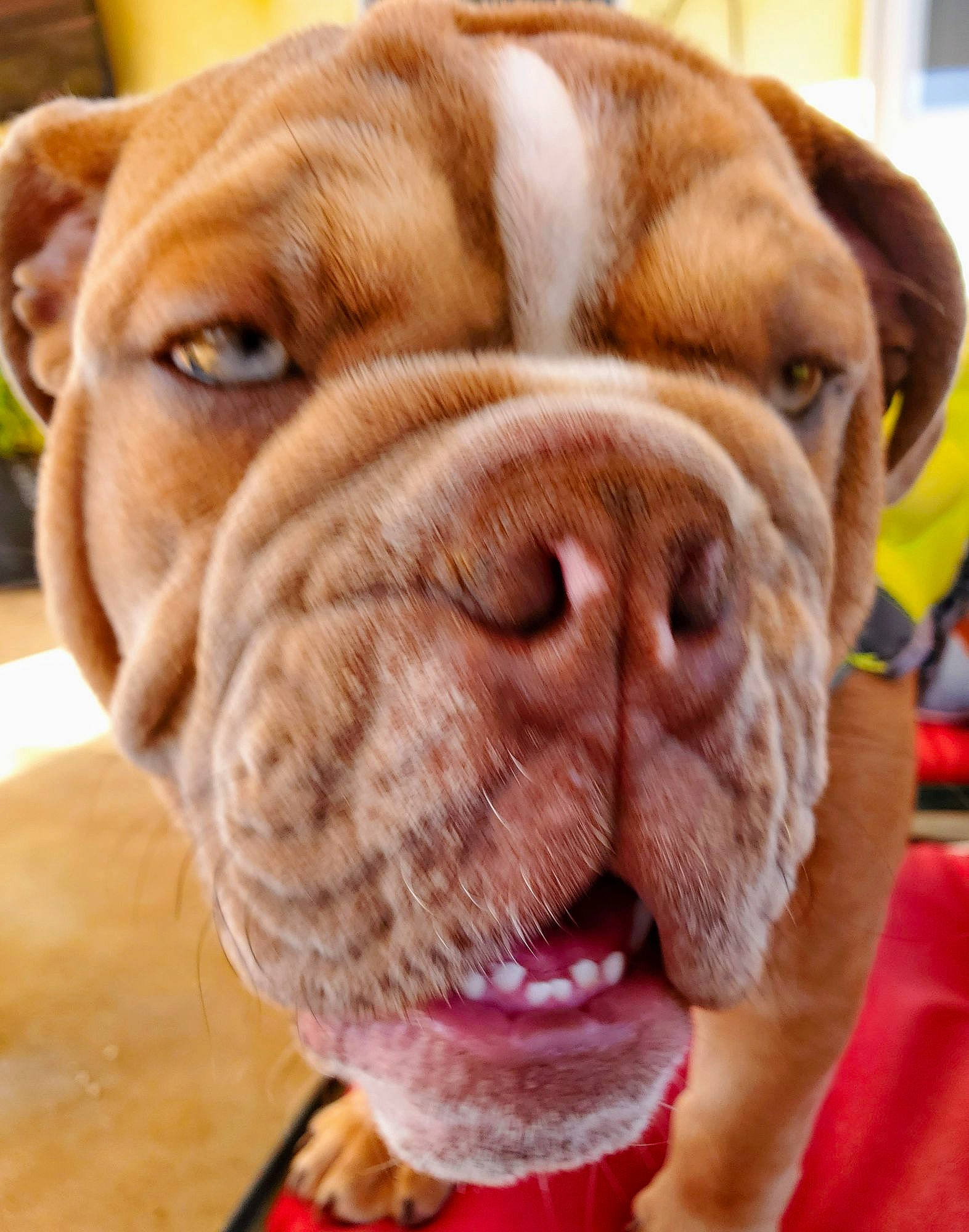 Jackson joined the competition — help win amazing prizes! biting, canidae, carnivore, collar, comfort, companion_dog, dog, dog_breed, dog_collar, ear, fawn, fur, liver, molosser, shar_pei, snout, sporting_group, whiskers, working_animal, wrinkle
