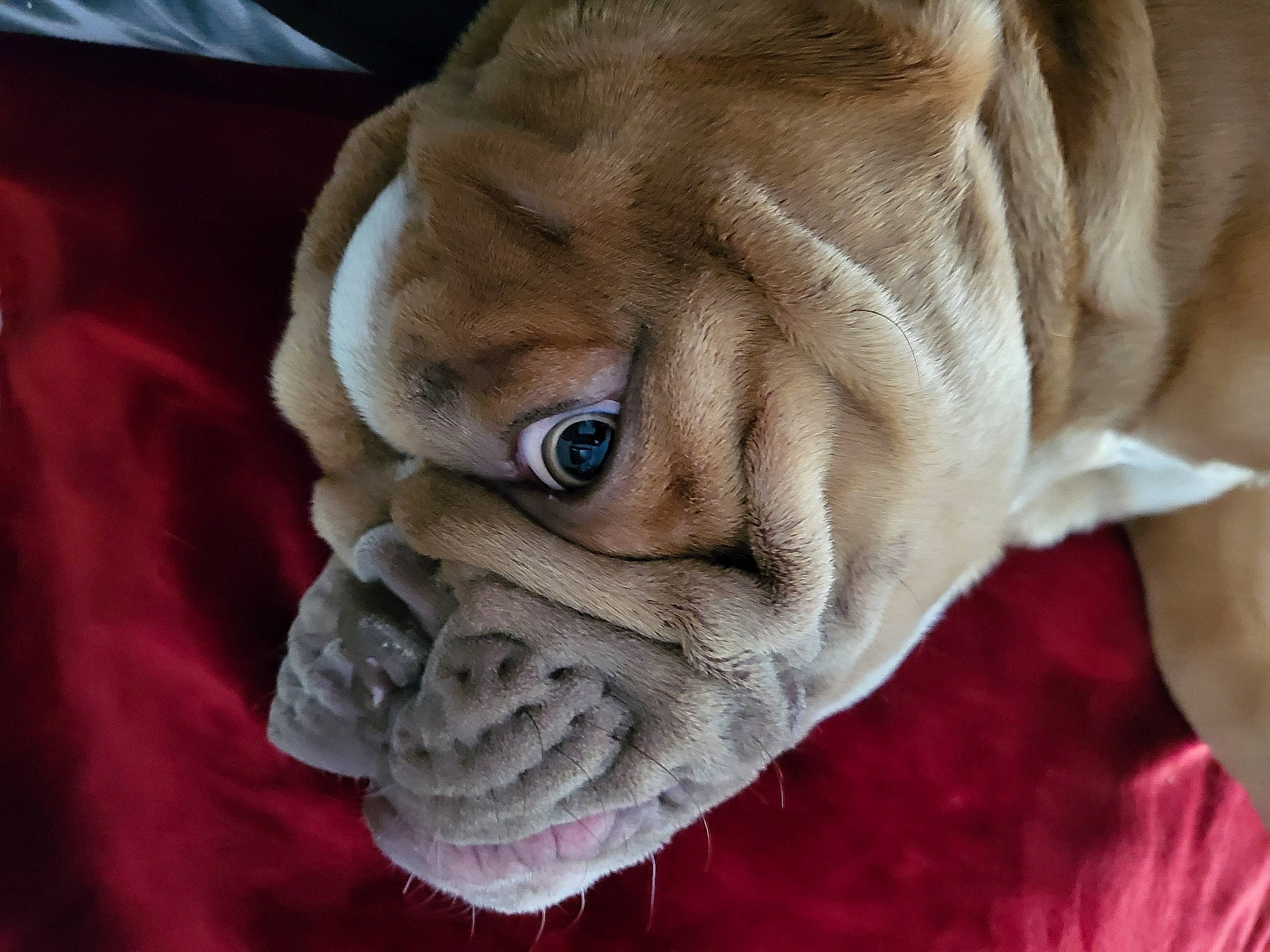 Jackson is registered to the contest to win money with this photo: carmine, close_up, comfort, dog, fawn, flesh, fur, linens, nail, nose, rose_family, snout, terrestrial_animal, thread, thumb, wood, wool, woolen, wrinkle