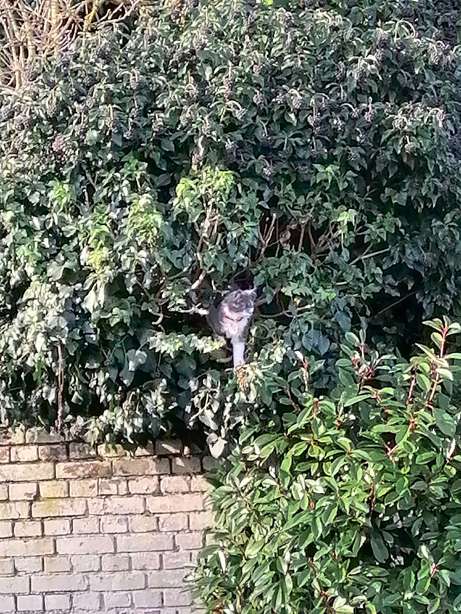 Gray participe au concours pour gagner de l'argent avec cette photo : brickwork, buddleia, evergreen, flowering_plant, garden, grass, groundcover, herb, jungle, plant, shrub, shrubland, subshrub, terrestrial_plant, tree, twig, wildlife