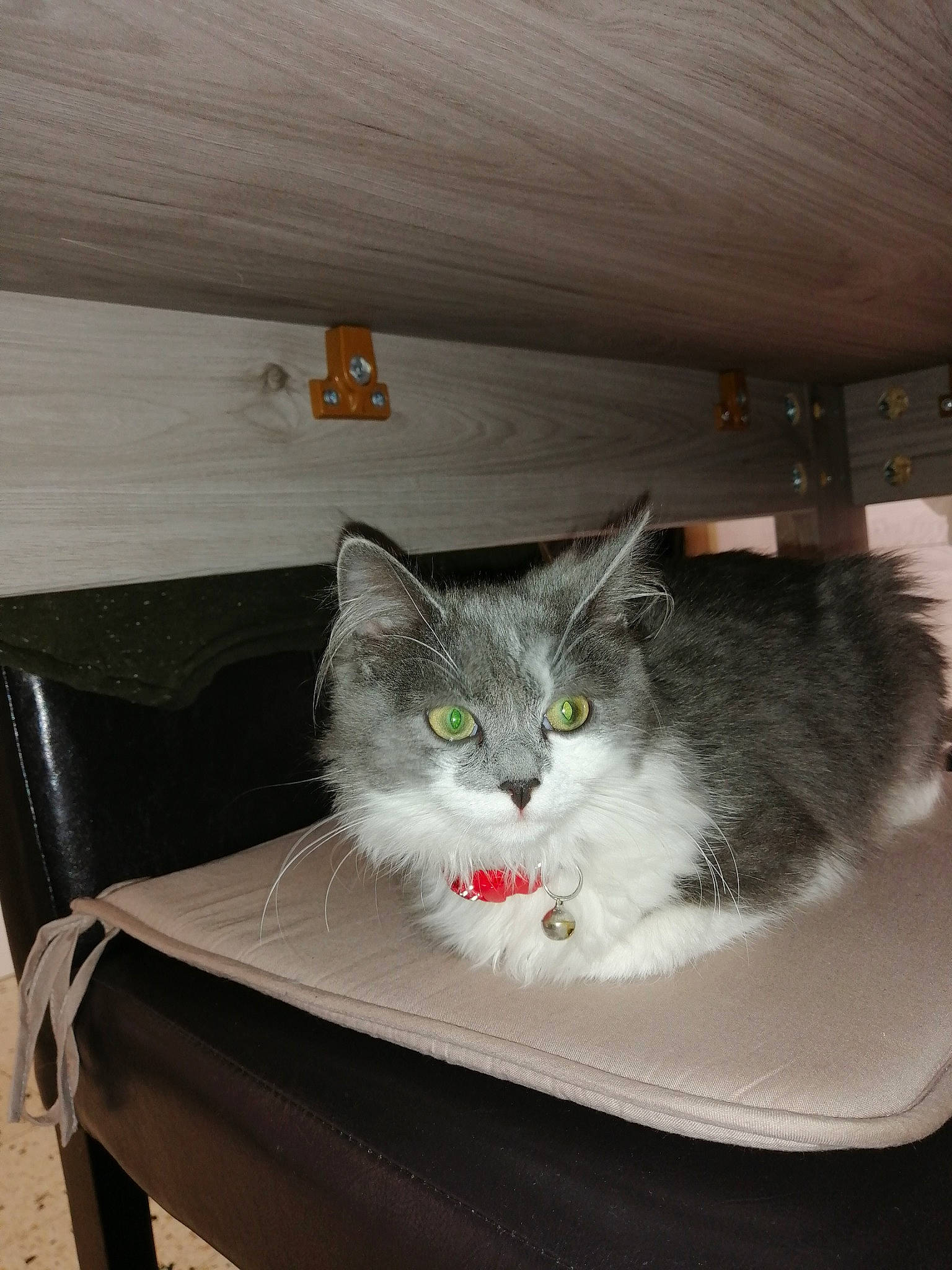 Gray participe au concours pour gagner de l'argent avec cette photo : box, carnivore, cat, cat_supply, ceiling, chair, comfort, couch, domestic_short_haired_cat, felidae, fur, grey, hardwood, paw, room, shelf, small_to_medium_sized_cats, tail, whiskers, wood