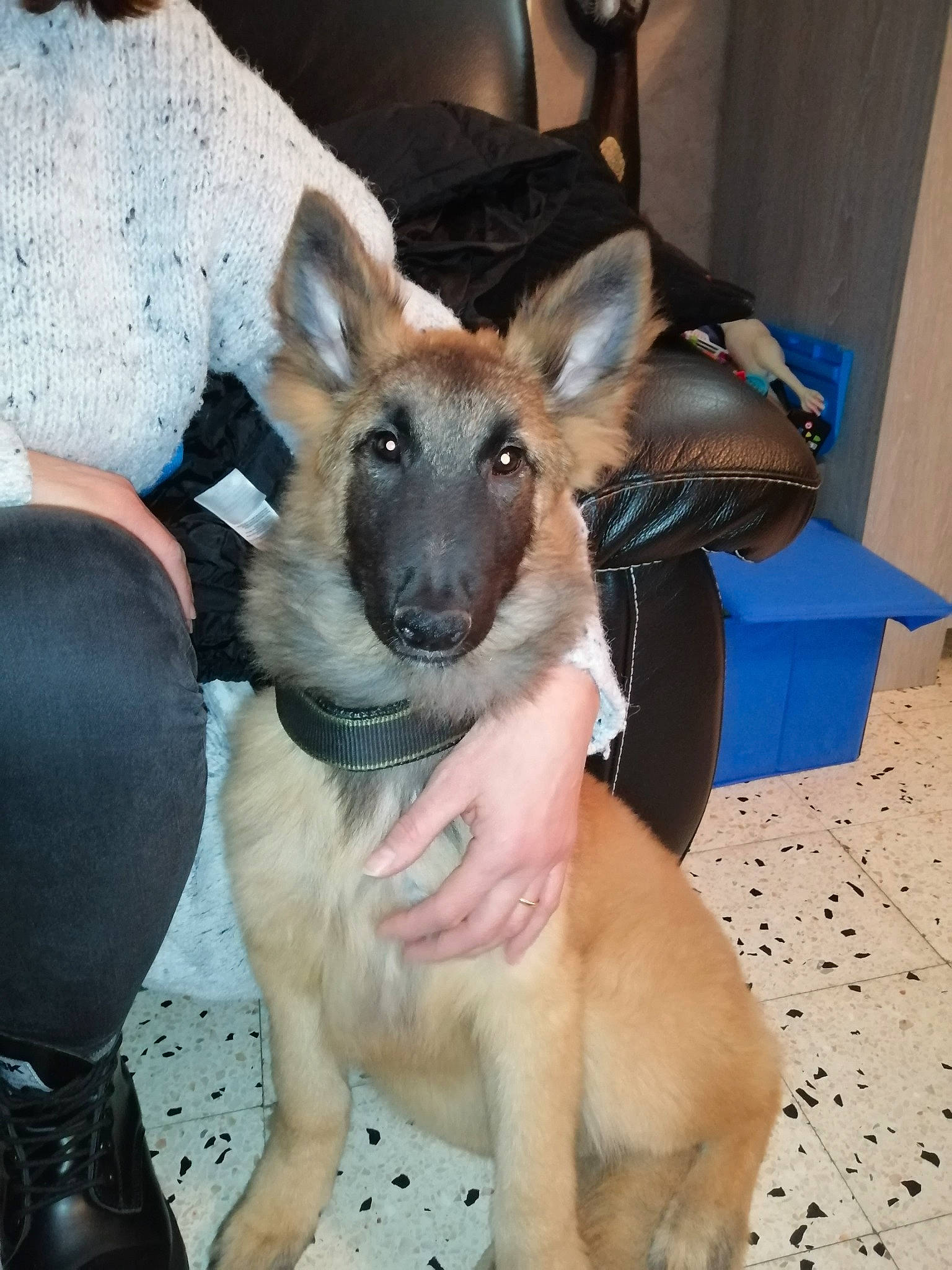 Youppers participe au concours pour gagner de l'argent avec cette photo : canidae, carnivore, carton, comfort, companion_dog, dog_breed, ear, fawn, fur, german_shepherd_dog, kangaroo, marsupial, paw, snout, terrestrial_animal, wallaby, whiskers, working_animal