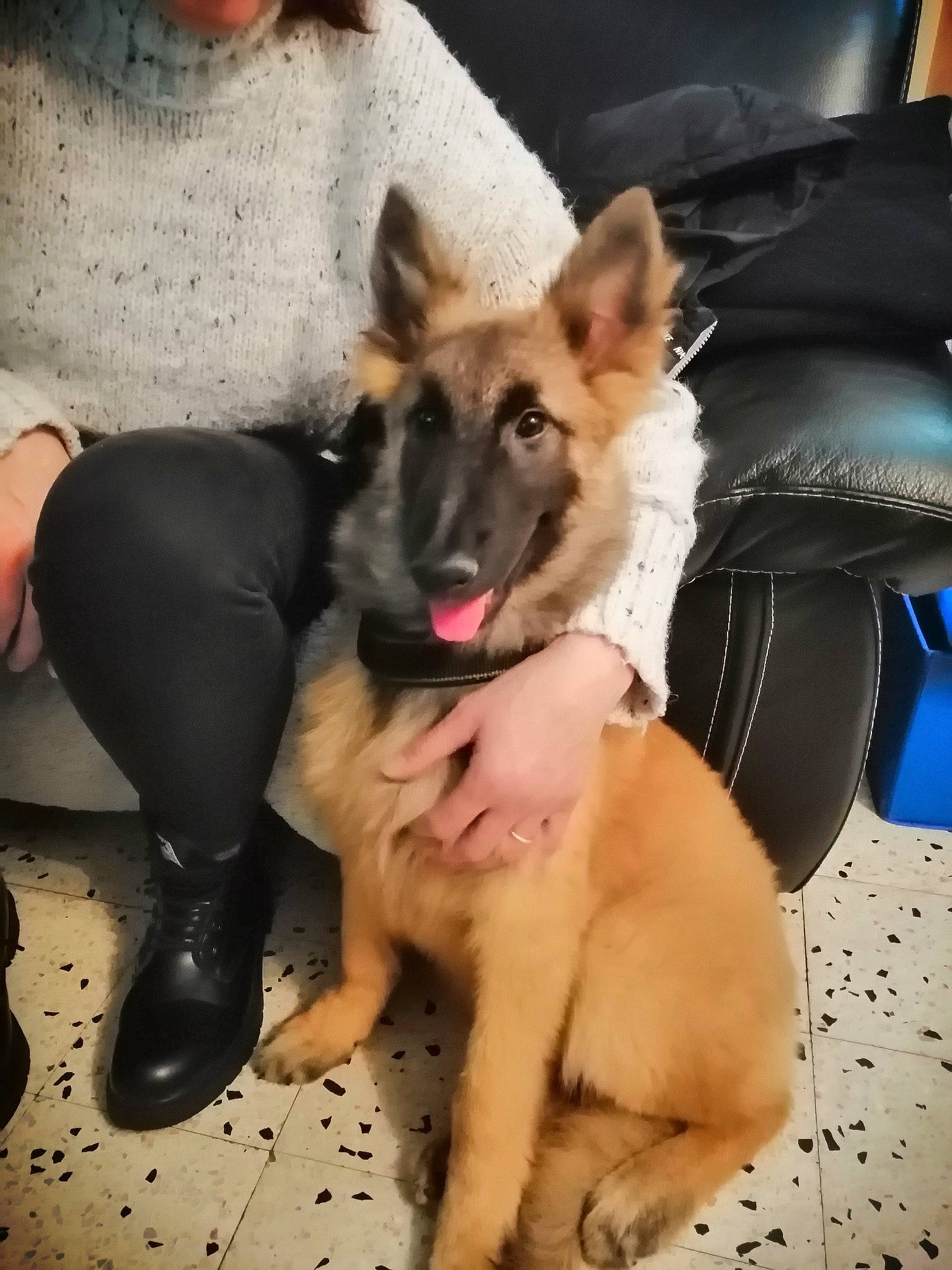 Youppers a rejoint le concours — aidez-le/la à gagner de superbes lots ! ancient_dog_breeds, canidae, carnivore, companion_dog, dog, dog_breed, fawn, foot, fur, herding_dog, human_leg, lap, paw, sitting, snout, sporting_group, street_dog, thigh, working_animal, working_dog