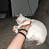 Oréo a rejoint le concours — aidez-le/la à gagner de superbes lots ! cat, white_cat, sleeping, couch, arm, bracelet, indoor, pet, feline, relaxing, cozy, paw, tail, human, resting, comfort, domestic_animal, cute, nap, claw