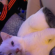 Oréo a rejoint le concours — aidez-le/la à gagner de superbes lots ! cat, white_cat, indoor, person, sitting, couch, lap, relaxed, pet, feline, cozy, comfort, casual, black_pants, red_stripes, floor_tiles, cushion, fur, resting, closeup