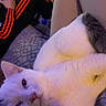 cat, white_cat, indoor, person, sitting, couch, lap, relaxed, pet, feline, cozy, comfort, casual, black_pants, red_stripes, floor_tiles, cushion, fur, resting, closeup