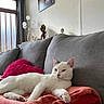 Oréo a rejoint le concours — aidez-le/la à gagner de superbes lots ! cat, white_cat, couch, blanket, pillow, gray_couch, indoor, relaxed, pet, feline, cozy, home, decor, statue, painting, window, curtains, living_room, resting, animal