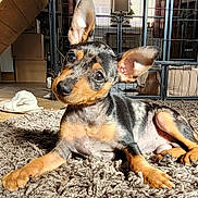 Harley is registered to the contest to win money with this photo: puppy, dog, carpet, indoor, cute, ears, pet, animal, floor, tilted_head, curious, brown, black, furniture, lamp, cage, household, cozy, young_dog, domestic