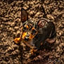 Harley joined the competition — help win amazing prizes! dog, puppy, small_dog, black_and_tan, perky_ears, carpet, textured_rug, looking_up, cute, pet, animal, indoor, soft_lighting, fur, close_up, portrait, young_dog, whiskers, floor, expression