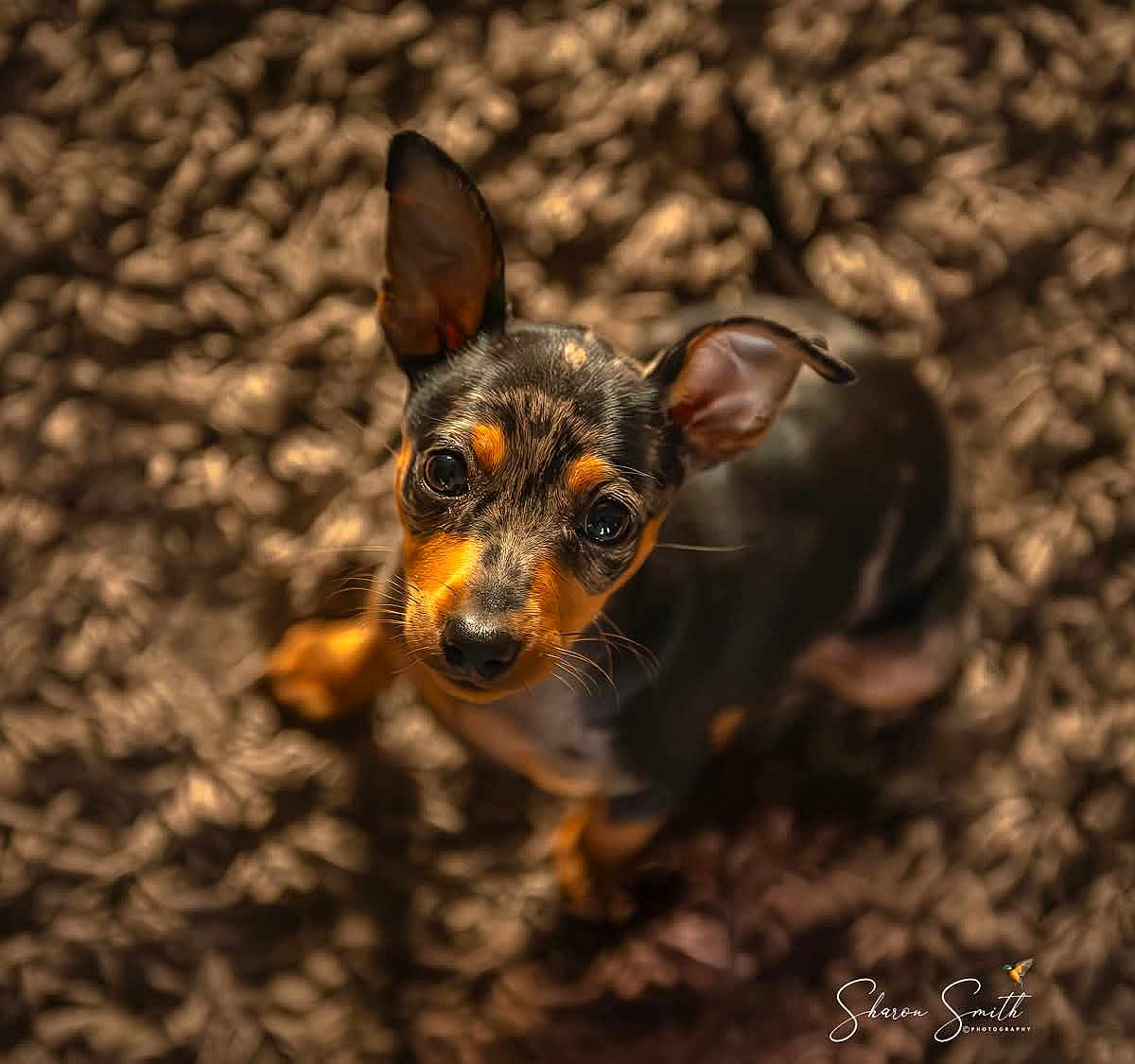 Harley joined the competition — help win amazing prizes! dog, puppy, small_dog, black_and_tan, perky_ears, carpet, textured_rug, looking_up, cute, pet, animal, indoor, soft_lighting, fur, close_up, portrait, young_dog, whiskers, floor, expression