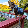 Toast is registered to the contest to win money with this photo: cat, tabby_cat, pet, animal, outdoor, autumn, fall, trees, foliage, nature, deck, railing, denim, hoodie, harness, leash, standing, portrait, green_grass, blue_sky