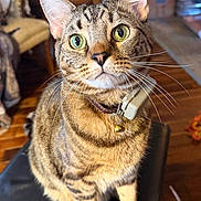 Toast joined the competition — help win amazing prizes! cat, tabby_cat, pet, animal, feline, portrait, close_up, wide_eyes, whiskers, ears, collar, bell, striped_fur, brown_fur, sitting, indoors, wooden_floor, chair, home, photography