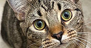 Toast is registered to the contest to win money with this photo: cat, tabby_cat, pet, animal, feline, green_eyes, whiskers, ears, striped_fur, collar, bell, indoor, tile_floor, portrait, close_up, looking_at_camera, standing, tail, cute, photography