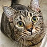 cat, tabby_cat, pet, animal, feline, green_eyes, whiskers, ears, striped_fur, collar, bell, indoor, tile_floor, portrait, close_up, looking_at_camera, standing, tail, cute, photography