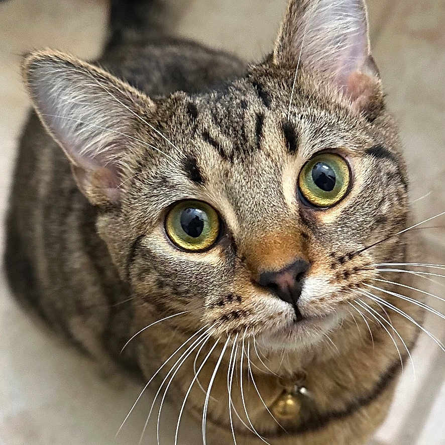 Toast is registered to the contest to win money with this photo: cat, tabby_cat, pet, animal, feline, green_eyes, whiskers, ears, striped_fur, collar, bell, indoor, tile_floor, portrait, close_up, looking_at_camera, standing, tail, cute, photography