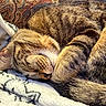 Toast joined the competition — help win amazing prizes! cat, tabby_cat, sleeping, curled_up, fur, whiskers, paws, pet, animal, cozy, blanket, bed, indoors, closeup, portrait, relaxed, resting, striped_fur, snuggling, cute