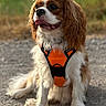dog, cavalier_king_charles_spaniel, pet, canine, sitting, tongue_out, floppy_ears, long_fur, brown_and_white, orange_harness, outdoor, gravel_path, field, countryside, portrait, animal, companion, happy, daylight, blurred_background