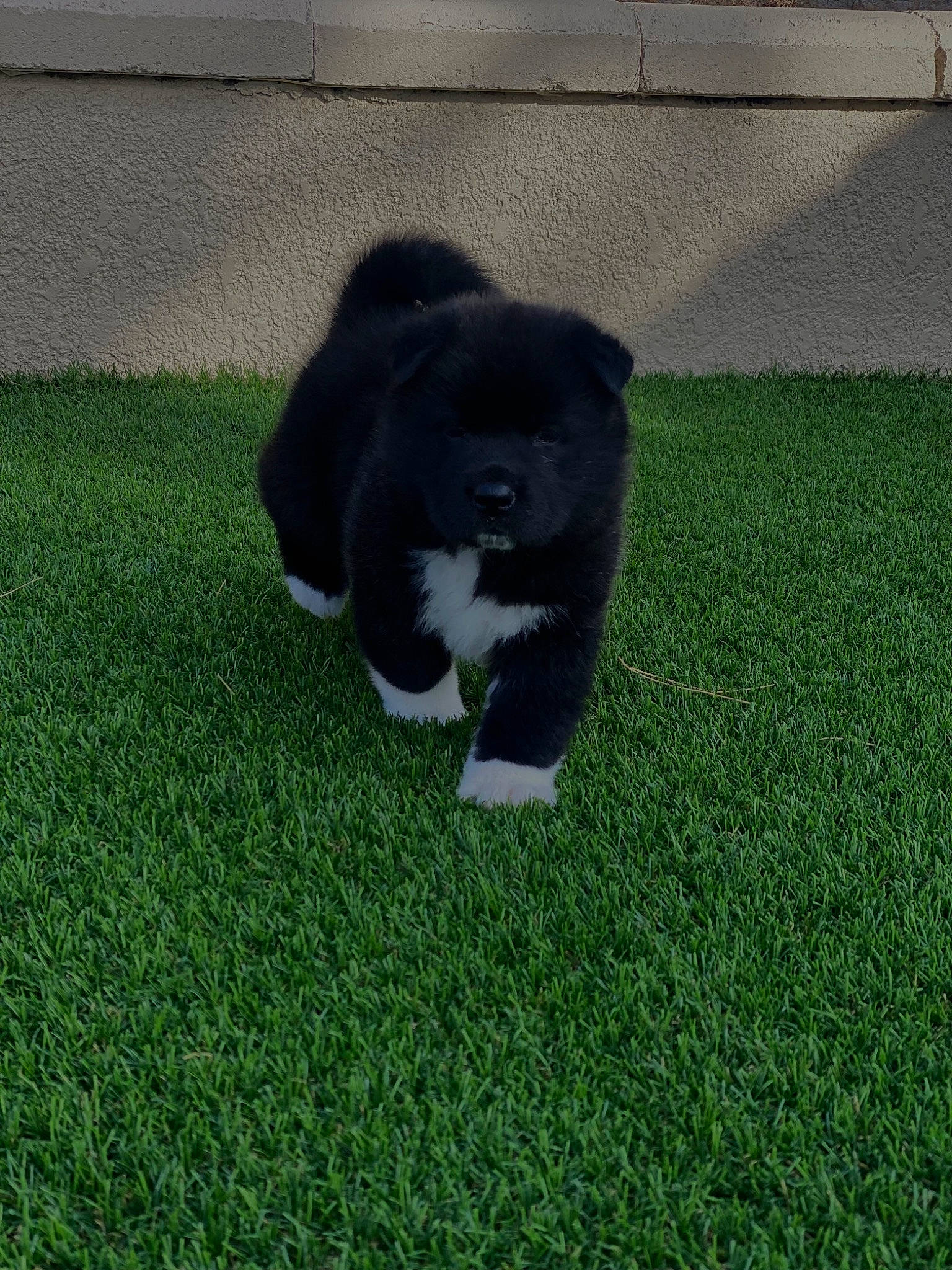 Chanel is registered to the contest to win money with this photo: artificial_turf, carnivore, companion_dog, dog, dog_breed, flooring, fur, grass, grassland, groundcover, lawn, plant, shadow, snout, sporting_group, tail, terrestrial_animal, tints_and_shades, whiskers, working_animal