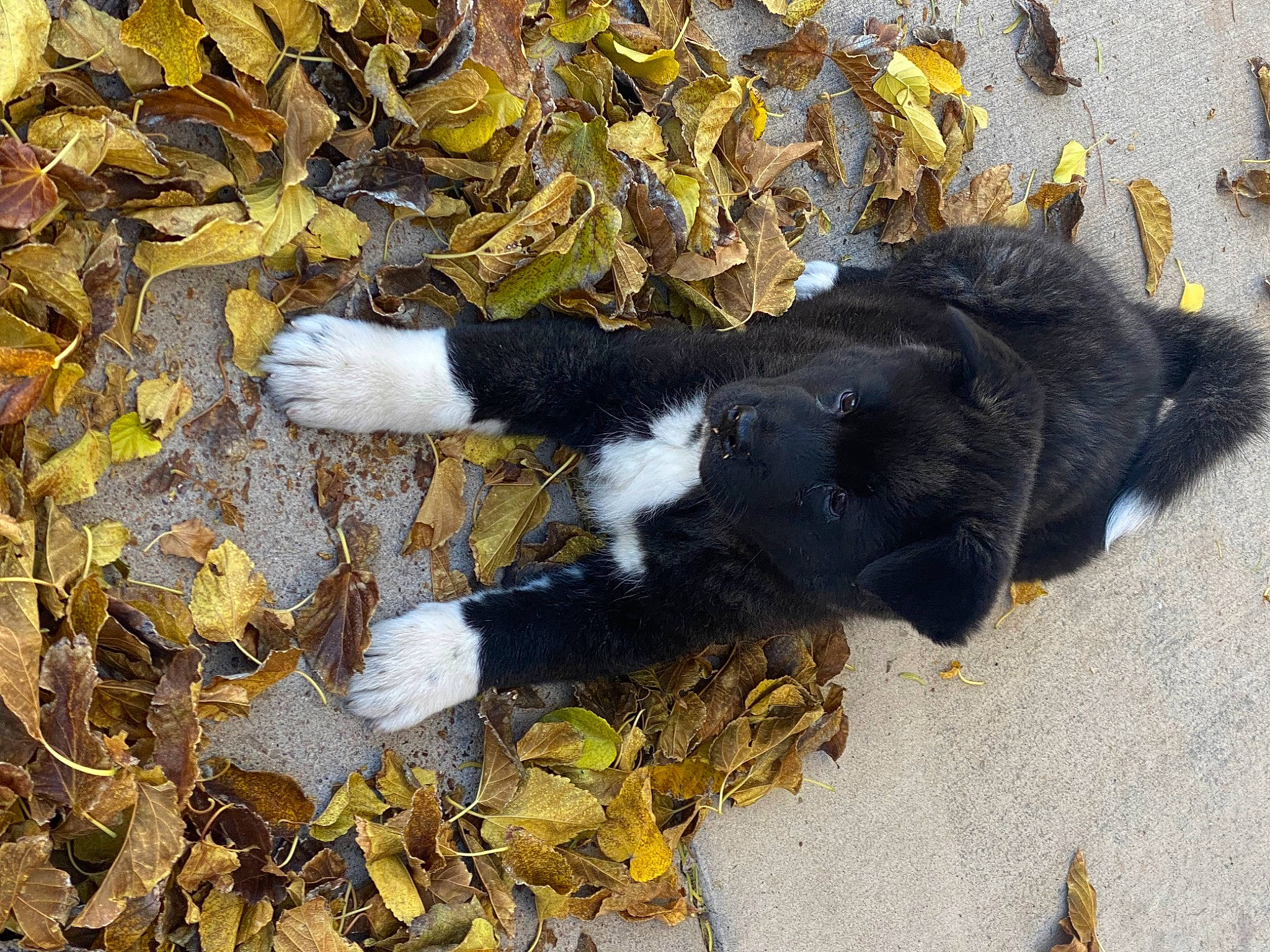 Chanel joined the competition — help win amazing prizes! autumn, carnivore, deciduous, dog_breed, fur, grass, shadow, soil, sporting_group, tail, terrestrial_animal, working_animal, yellow