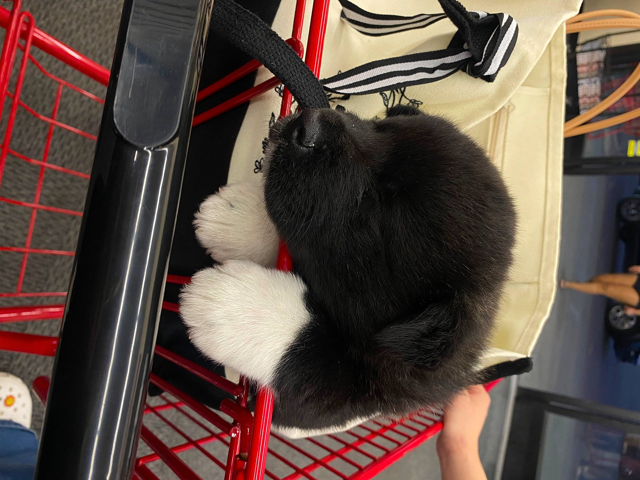 Chanel is registered to the contest to win money with this photo: audio_equipment, cable, cat, electrical_wiring, felidae, foot, fur, small_to_medium_sized_cats, tail, whiskers, wire