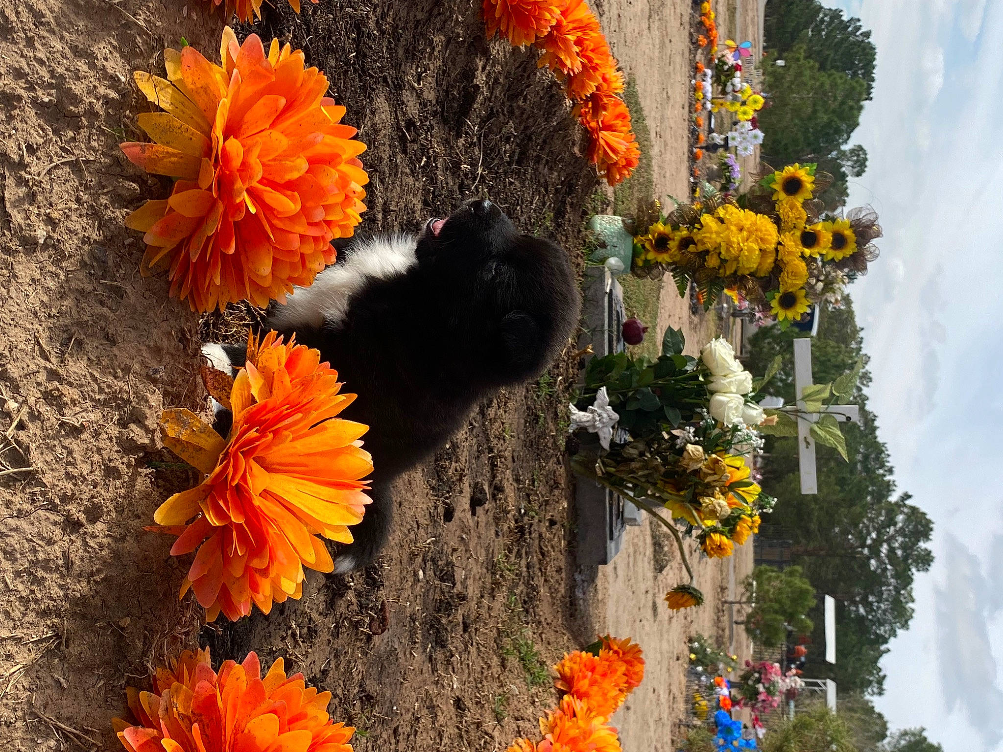 Chanel joined the competition — help win amazing prizes! annual_plant, biome, botany, cloud, daytime, floristry, flower, flowering_plant, landscape, leaf, morning, orange, petal, plant, sky, spring, tree, vegetation, window, yellow