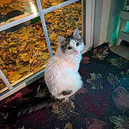 Sweet Pea is registered to the contest to win money with this photo: animal, autumn_leaves, cat, cozy, curious, domestic, fall, feline, floor, fluffy_cat, glass_door, gray_cat, home, indoor, leaf_pattern, pet, reflection, rug, white_cat, window