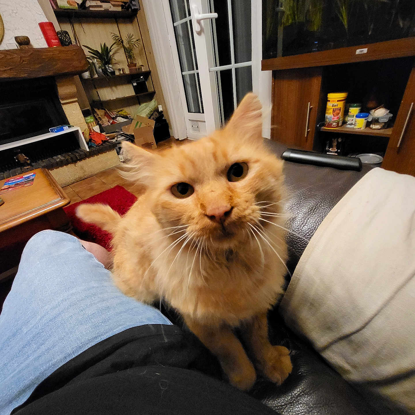 Rockykounet participe au concours pour gagner de l'argent avec cette photo : carpet, cat, couch, cozy, curious, door, fireplace, fur, furniture, ginger_cat, indoor, lap, living_room, person, pet, plant, seated, shelf, whiskers, window