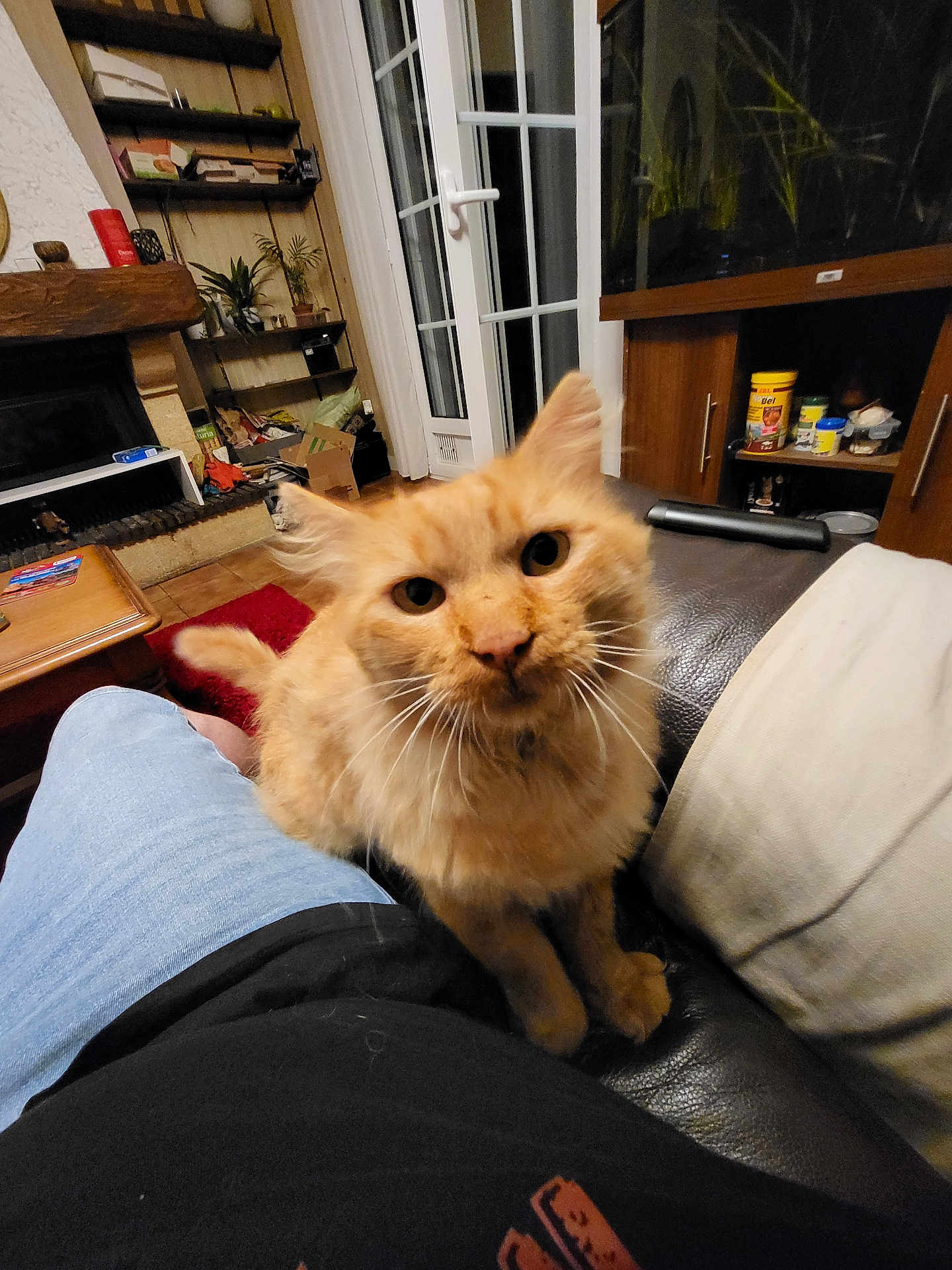 Rockykounet participe au concours pour gagner de l'argent avec cette photo : carpet, cat, couch, cozy, curious, door, fireplace, fur, furniture, ginger_cat, indoor, lap, living_room, person, pet, plant, seated, shelf, whiskers, window