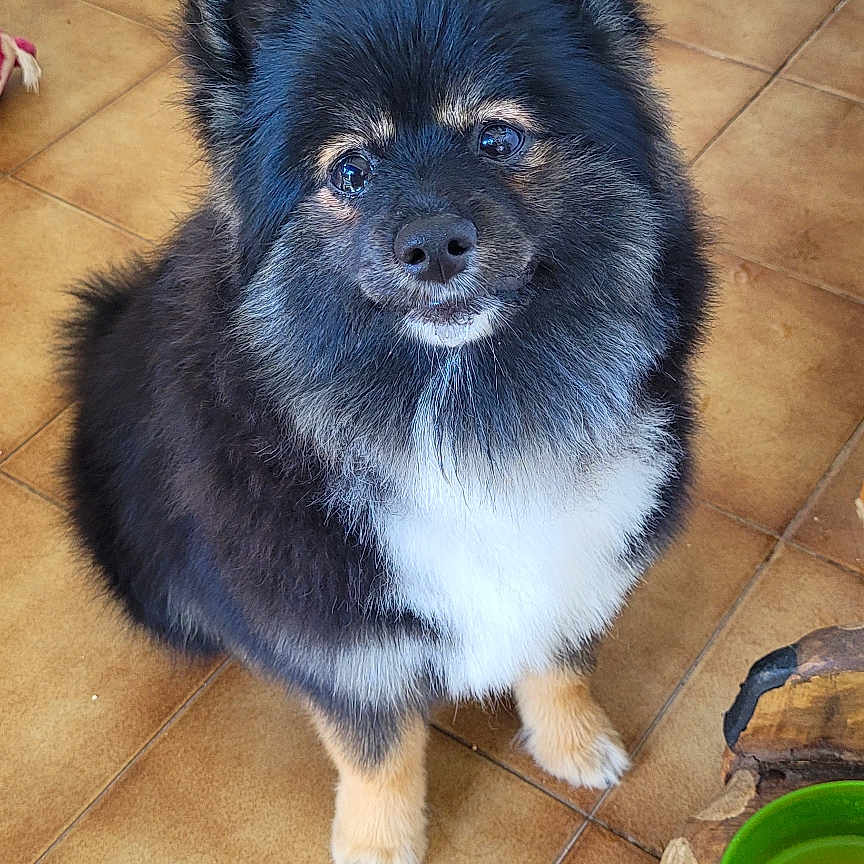 Loly participe au concours pour gagner de l'argent avec cette photo : animal, canine, chow, cockerspaniel, dog, eskimodog, flagstone, hardwood, husky, papillon, path, pet, pig, plywood, puppy, saucer, slate, tile, walkway, wood