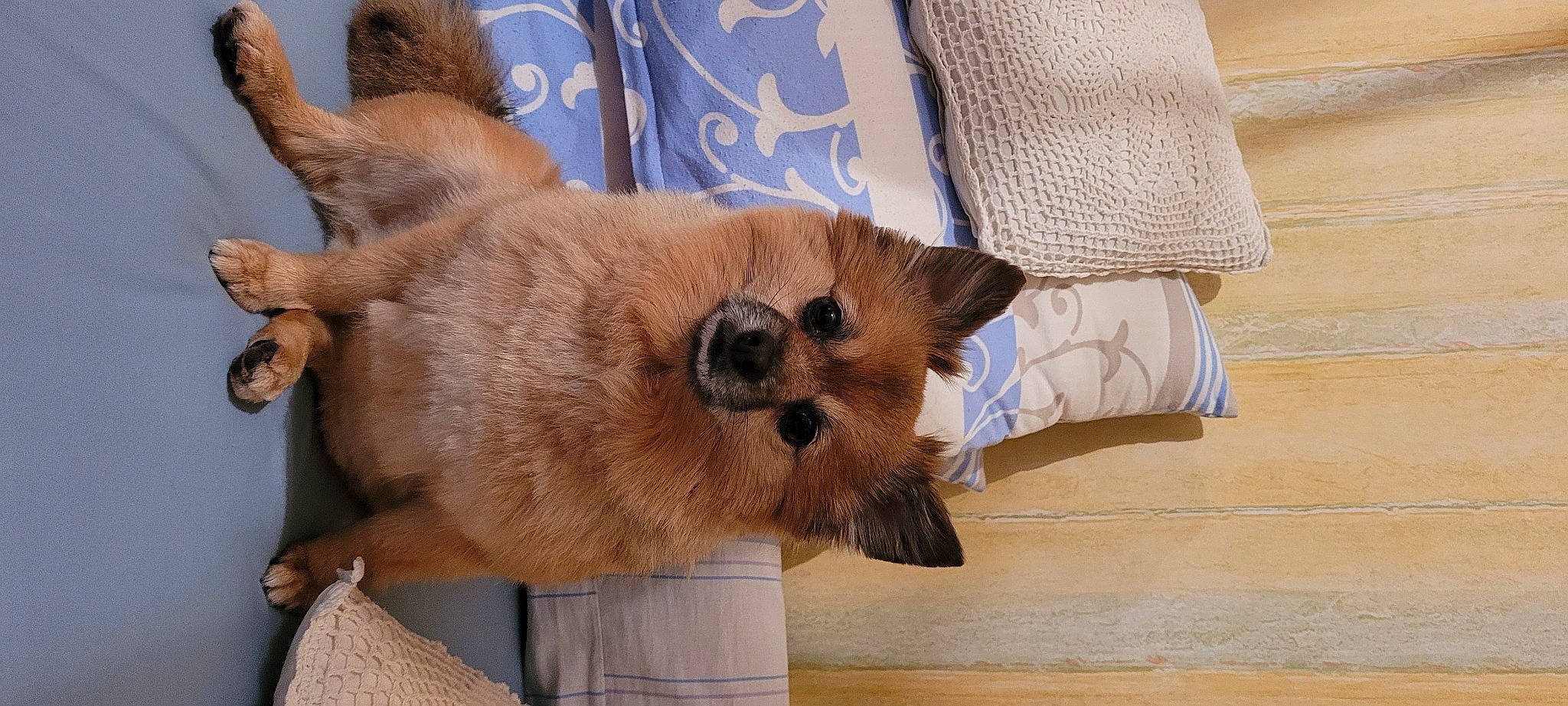 Masha a rejoint le concours — aidez-le/la à gagner de superbes lots ! canidae, carnivore, collar, comfort, companion_dog, corgi_chihuahua, dog, dog_breed, fawn, fur, linens, non_sporting_group, snout, sporting_group, tail, terrestrial_animal, whiskers, wood, working_animal