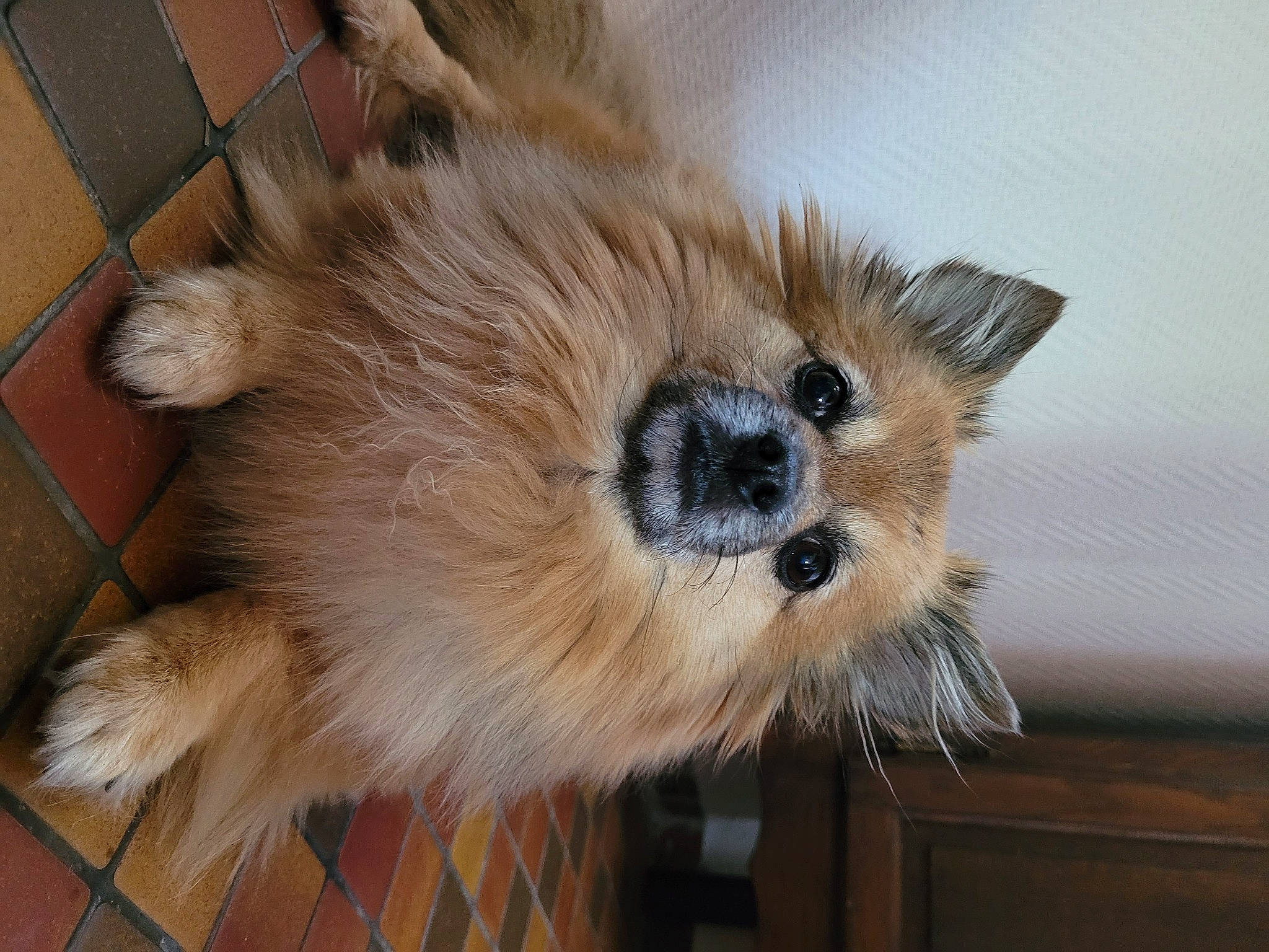 Masha participe au concours pour gagner de l'argent avec cette photo : canidae, carnivore, companion_dog, dog, dog_breed, fawn, flooring, fur, hardwood, non_sporting_group, small_terrier, snout, sporting_group, terrestrial_animal, terrier, toy_dog, whiskers, wood, working_animal